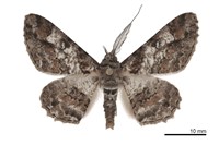 藏品(黑腰鋸尺蛾)的圖片